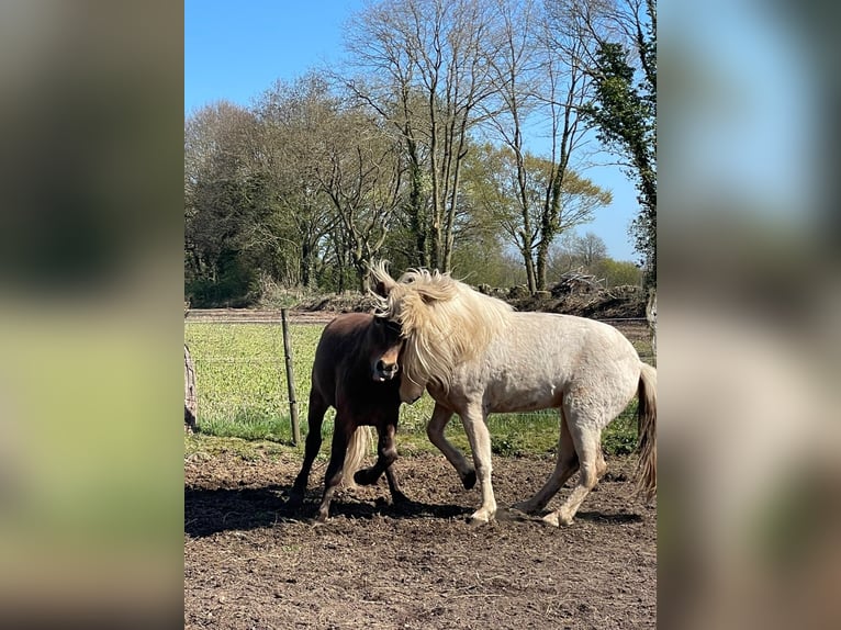 Icelandic Horse Stallion 3 years 14 hh  in Bosau