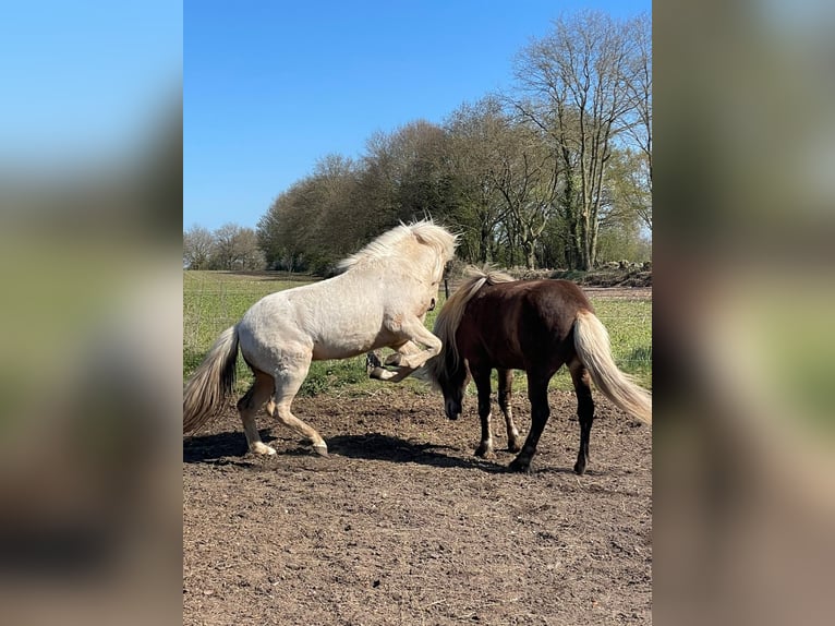 Icelandic Horse Stallion 3 years 14 hh  in Bosau