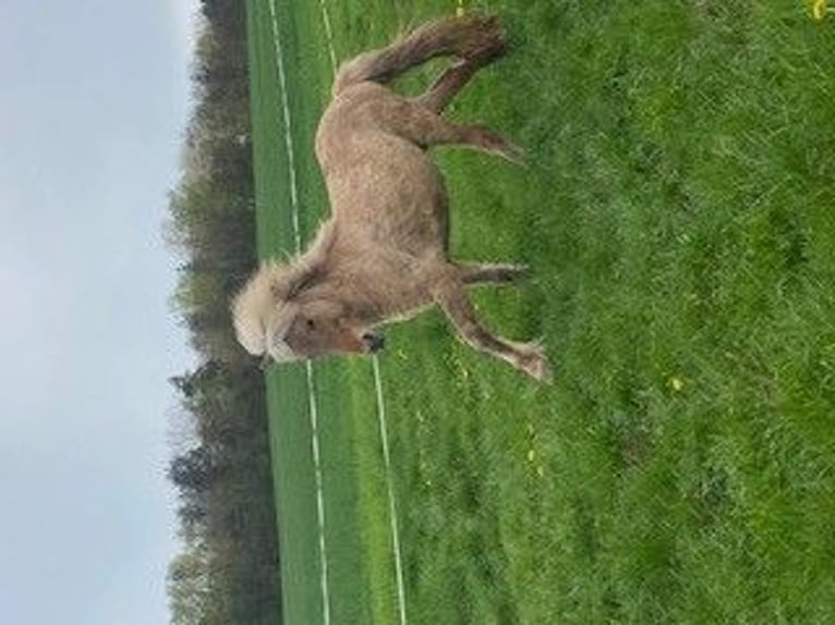 Icelandic Horse Stallion 3 years 14 hh Cremello in Fulda