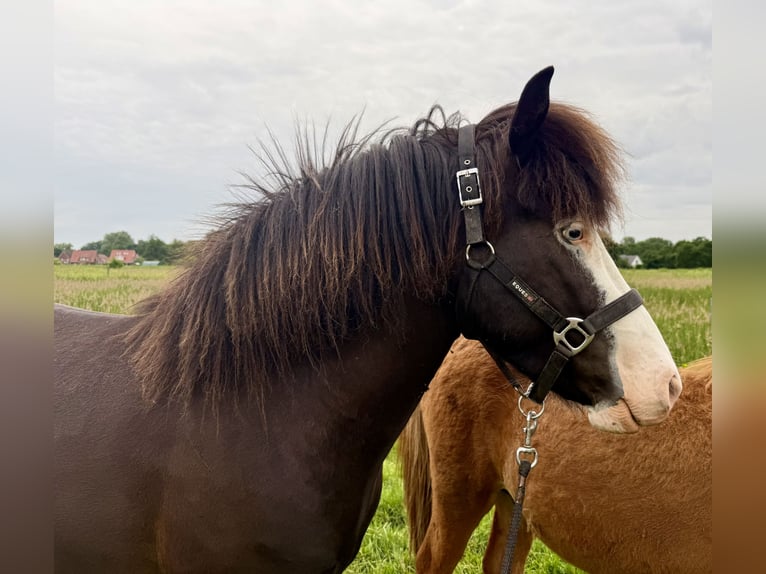 Icelandic Horse Stallion 3 years 14 hh Pinto in Lingen