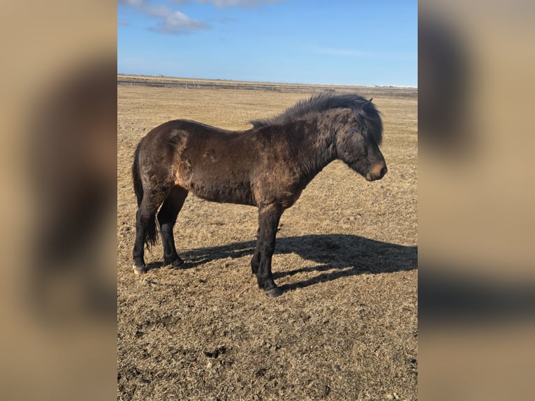 Icelandic Horse Stallion 3 years Bay in Hvolsvöllur