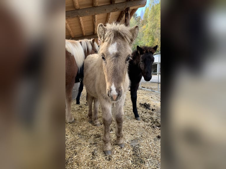 Icelandic Horse Stallion 3 years Dun in Raab