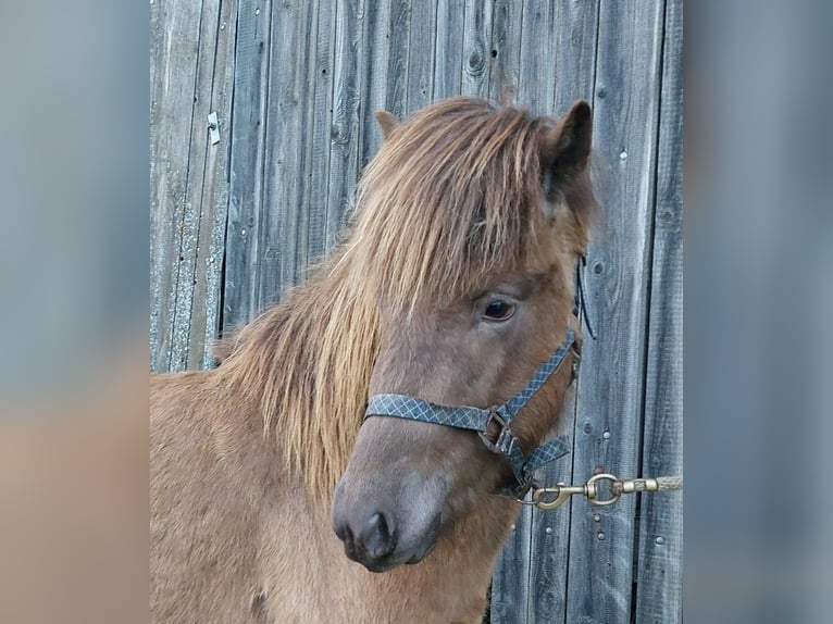 Icelandic Horse Stallion 3 years Palomino in Saarland
