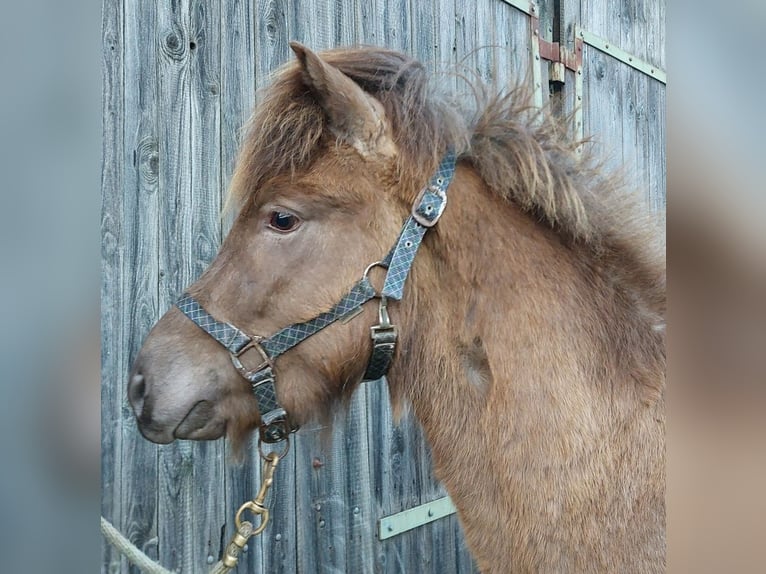 Icelandic Horse Stallion 3 years Palomino in Saarland