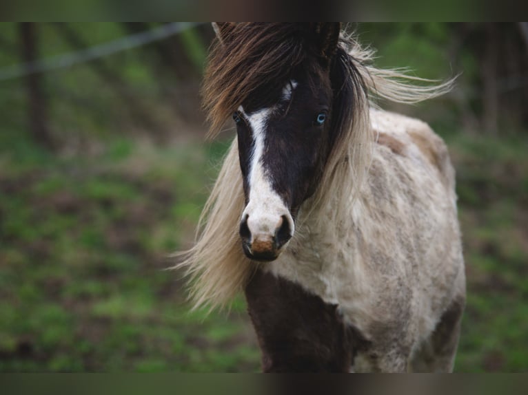 Icelandic Horse Stallion 3 years Pinto in Roßwein