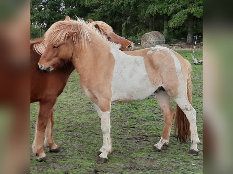 Icelandic Horse Stallion 4 years 13,1 hh Overo-all-colors in Weener