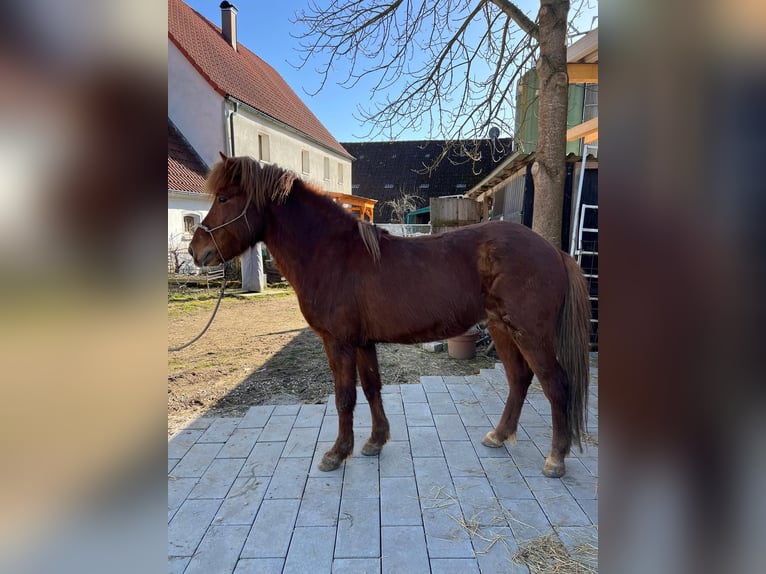 Icelandic Horse Stallion 4 years 13.2 hh Chestnut-Red in Wassertrüdingen