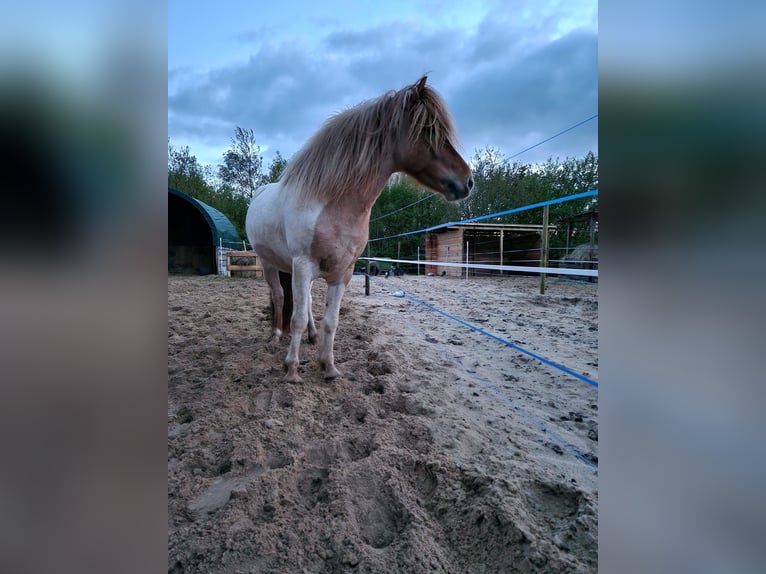 Icelandic Horse Stallion 4 years 13,2 hh Overo-all-colors in Weener