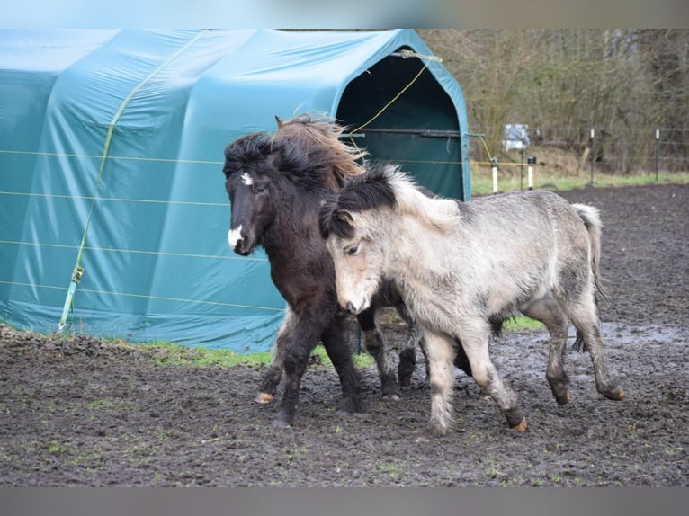 Icelandic Horse Stallion 4 years 13,3 hh in NehmsBlunk