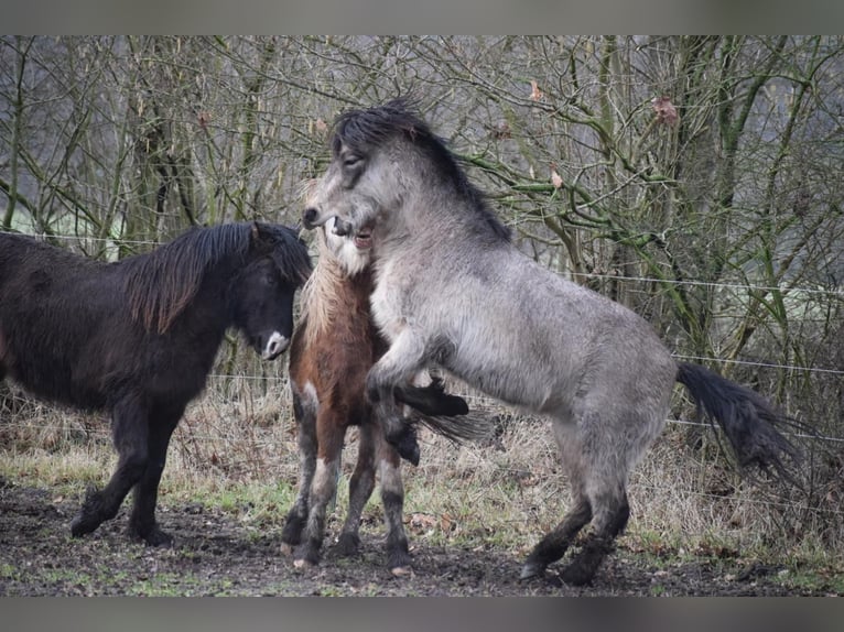 Icelandic Horse Stallion 4 years 13,3 hh in NehmsBlunk