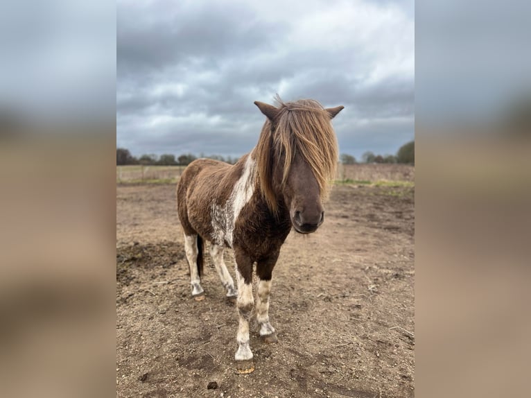 Icelandic Horse Stallion 4 years 13,3 hh Pinto in Blunk