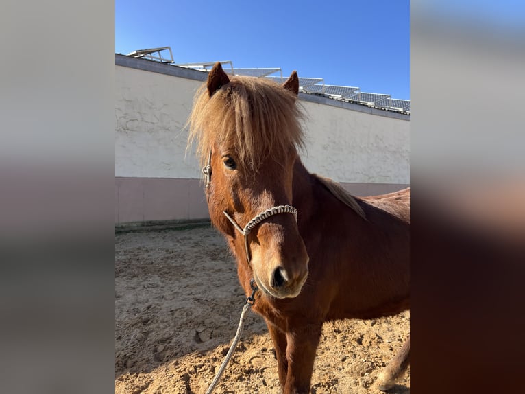 Icelandic Horse Stallion 4 years 13,2 hh Chestnut-Red in Wassertrüdingen
