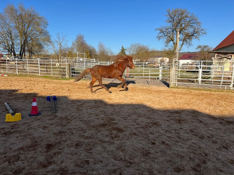 Icelandic Horse Stallion 4 years 13,2 hh Chestnut-Red in Wassertrüdingen