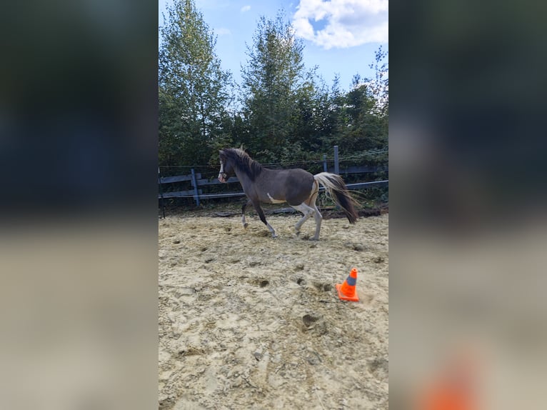 Icelandic Horse Stallion 4 years 13,2 hh Pinto in Hennef