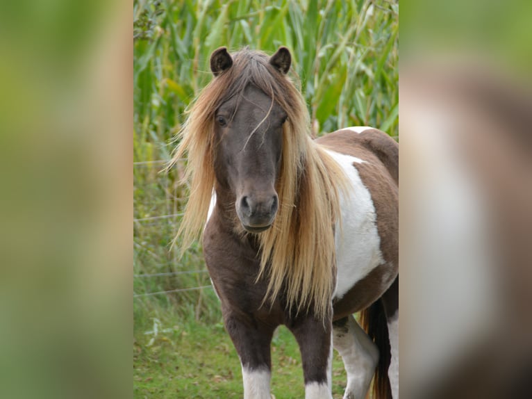 Icelandic Horse Stallion 4 years 13,3 hh Pinto in Blunk