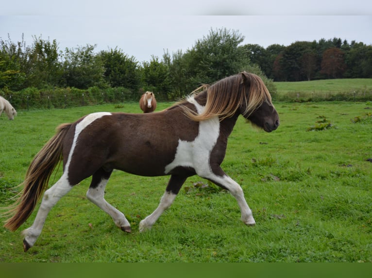 Icelandic Horse Stallion 4 years 13,3 hh Pinto in Blunk