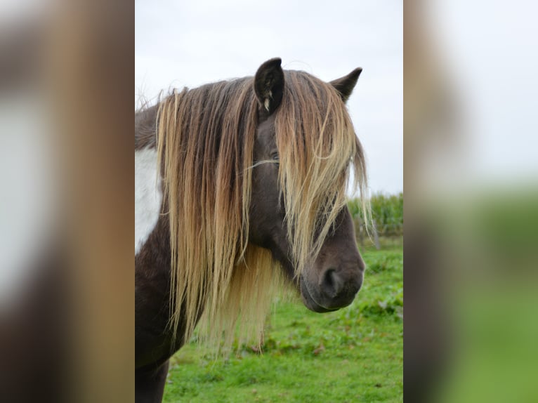 Icelandic Horse Stallion 4 years 13,3 hh Pinto in Blunk