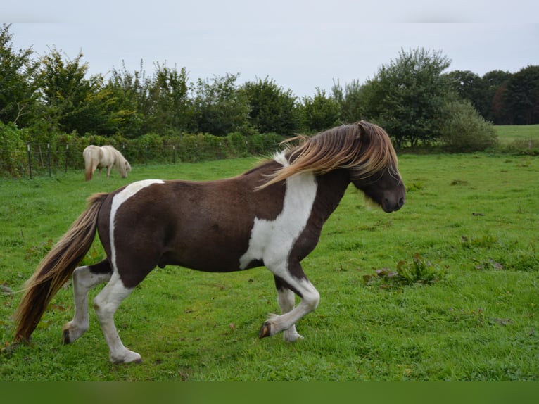 Icelandic Horse Stallion 4 years 13,3 hh Pinto in Blunk
