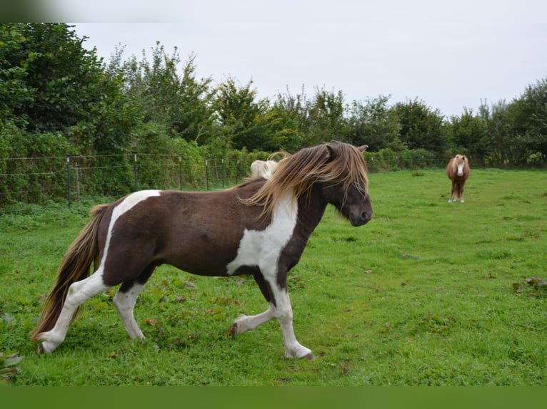 Icelandic Horse Stallion 4 years 13,3 hh Pinto in Blunk