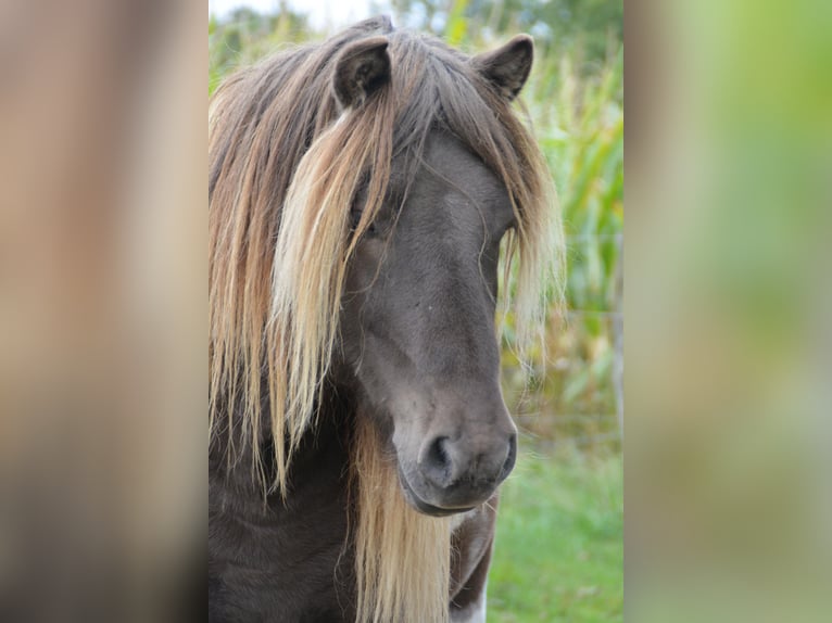 Icelandic Horse Stallion 4 years 13,3 hh Pinto in Blunk