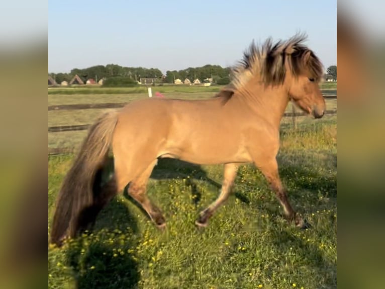 Icelandic Horse Stallion 4 years 14,1 hh Dun in Bergen (NH)