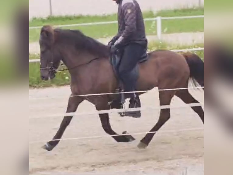 Icelandic Horse Stallion 4 years 14,1 hh Dun in Bergen (NH)