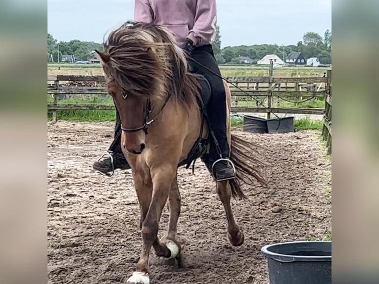 Icelandic Horse Stallion 4 years 14,1 hh Dun in Bergen (NH)