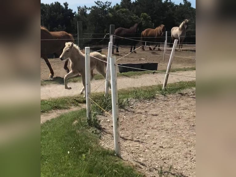 Icelandic Horse Stallion 4 years 14,1 hh Palomino in Wetteren