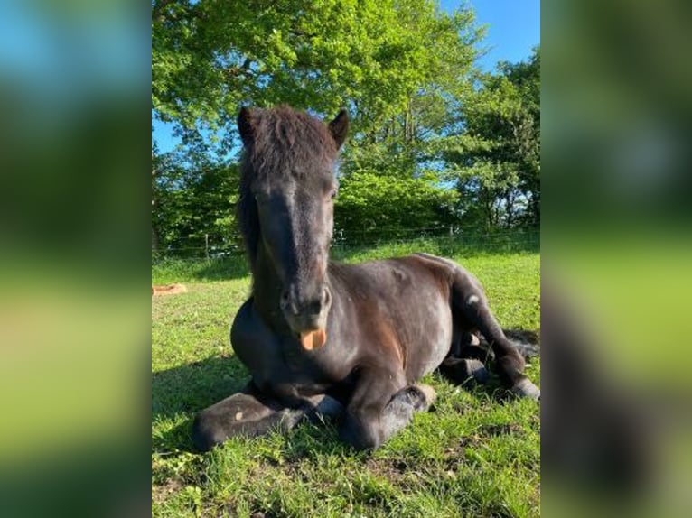 Icelandic Horse Stallion 4 years 14,2 hh Black in Blunk