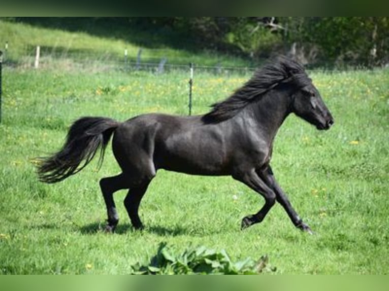 Icelandic Horse Stallion 4 years 14,2 hh Black in Blunk