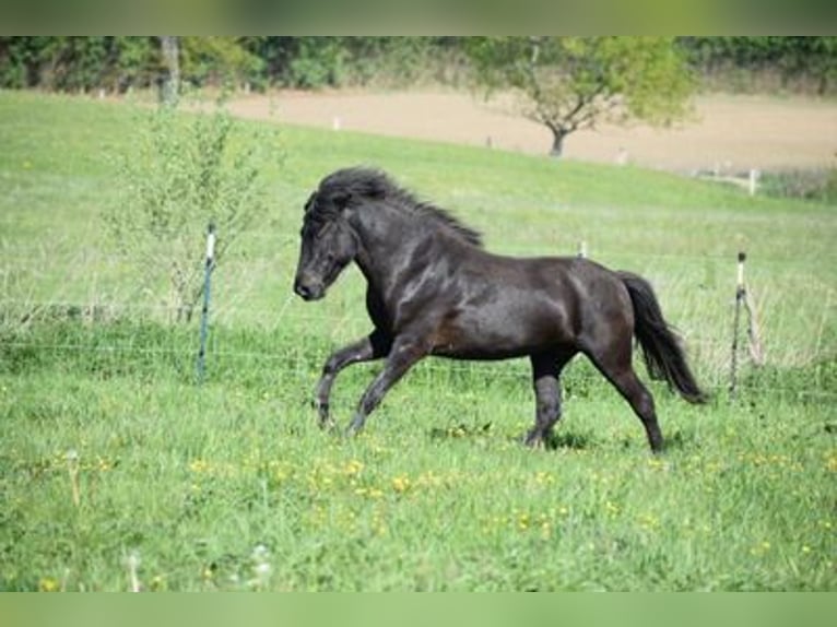 Icelandic Horse Stallion 4 years 14,2 hh Black in Blunk