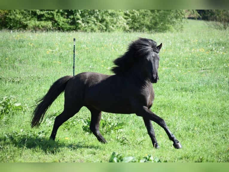 Icelandic Horse Stallion 4 years 14,2 hh Black in Blunk