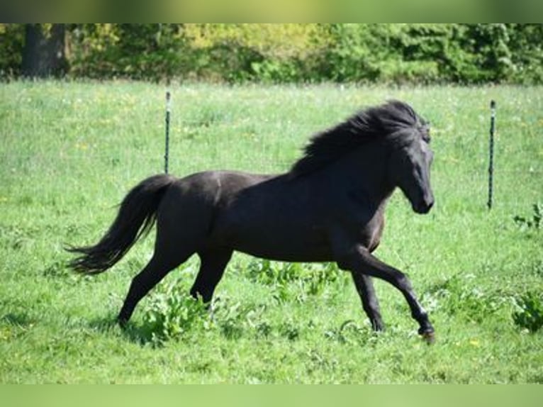 Icelandic Horse Stallion 4 years 14,2 hh Black in Blunk