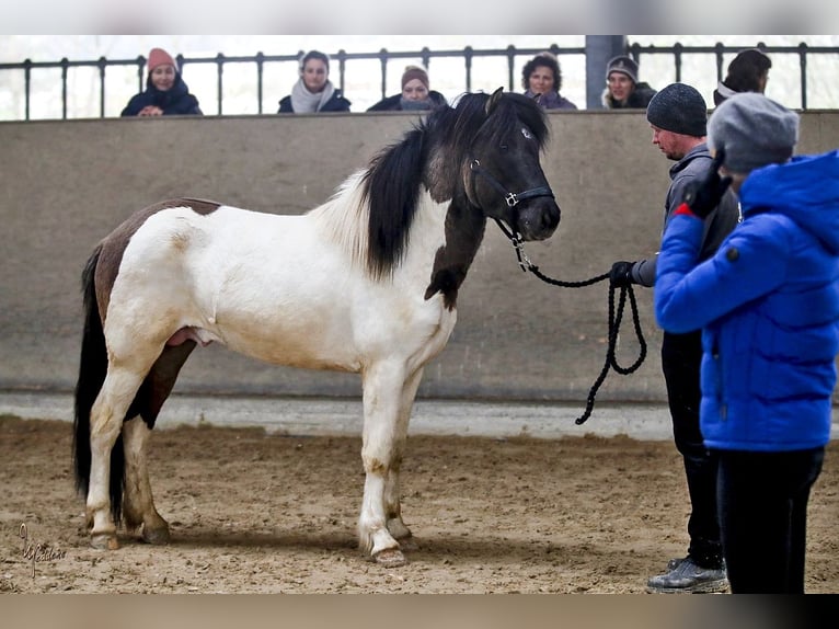 Icelandic Horse Stallion 4 years 14,2 hh in Habichtswald