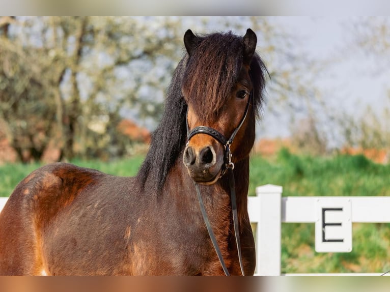 Icelandic Horse Stallion 4 years 14 hh Brown in Lehmrade