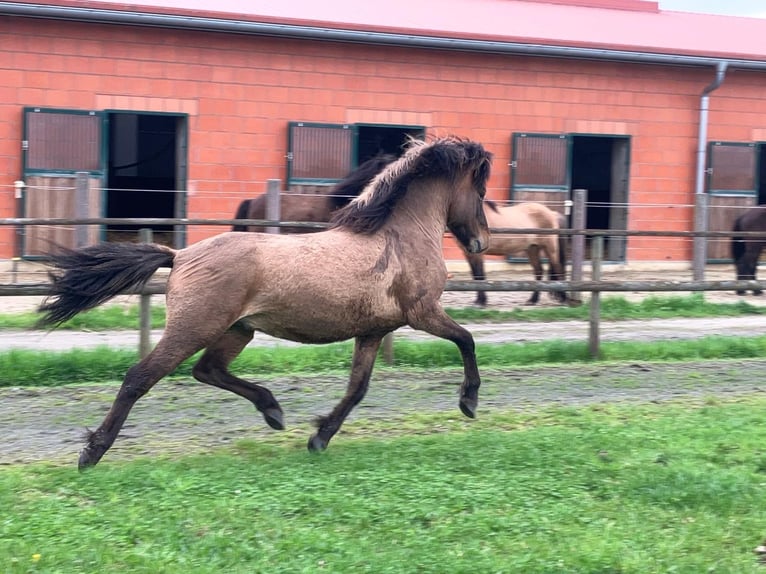 Icelandic Horse Stallion 4 years 14 hh Dun in Bücken