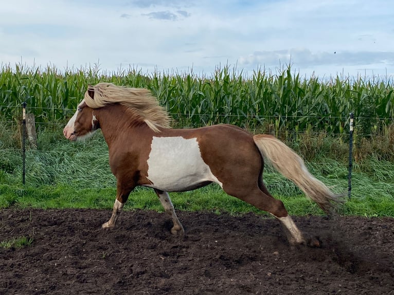 Icelandic Horse Stallion 4 years 14 hh in Blink