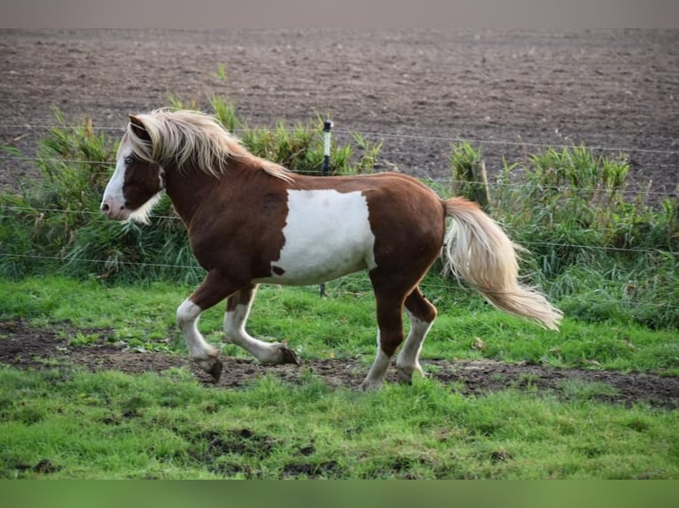 Icelandic Horse Stallion 4 years 14 hh in Blink