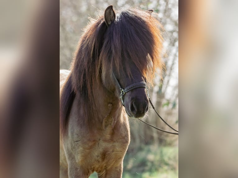 Icelandic Horse Stallion 4 years 14,1 hh Dun in Horst