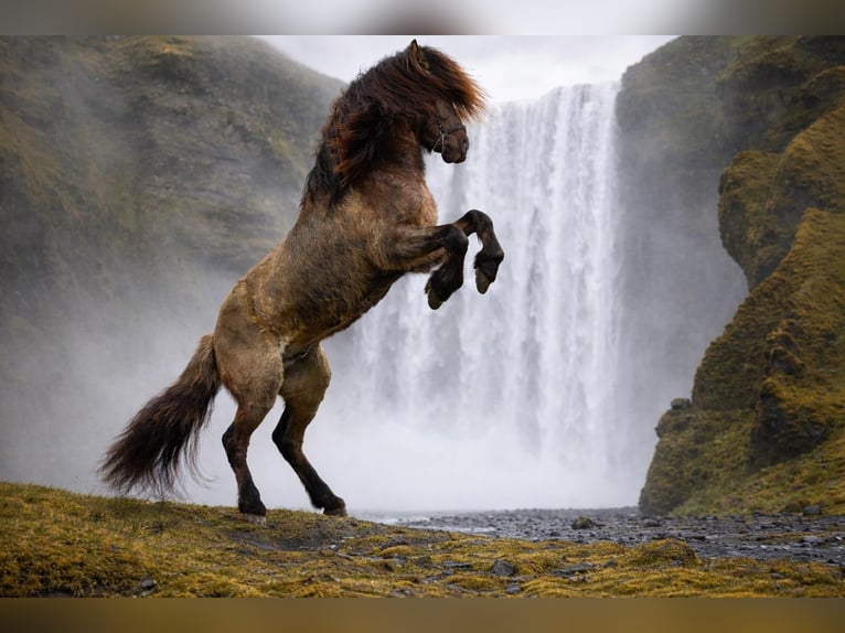 Icelandic Horse Stallion 4 years 14,1 hh Dun in Horst