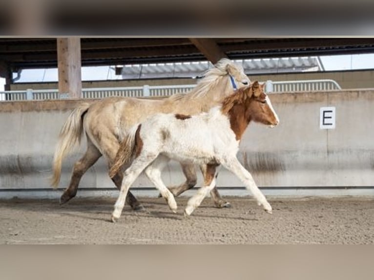 Icelandic Horse Stallion 4 years Pinto in Zweibrücken