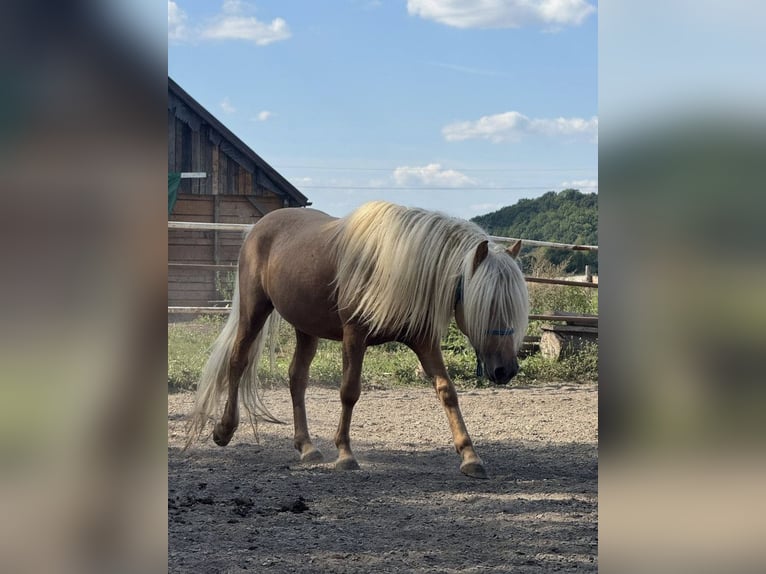 Icelandic Horse Stallion 5 years 12,2 hh Palomino in Jurowce