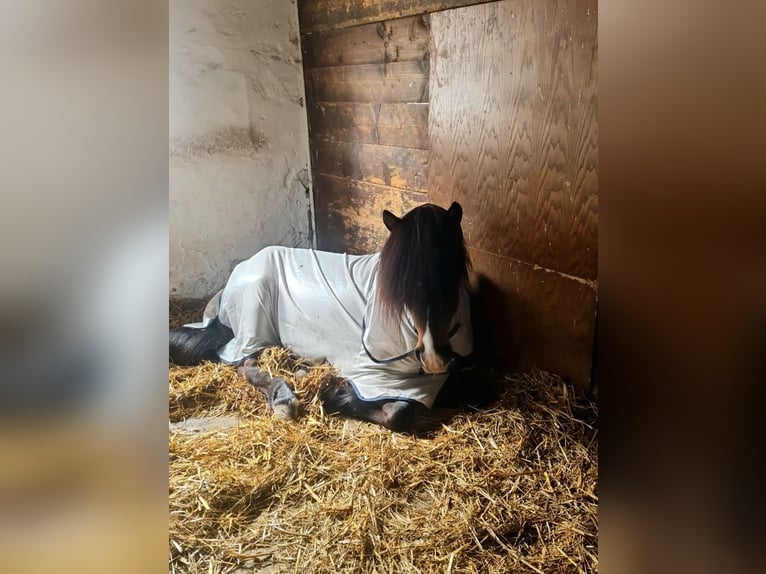 Icelandic Horse Stallion 5 years 13,1 hh Brown in Münster