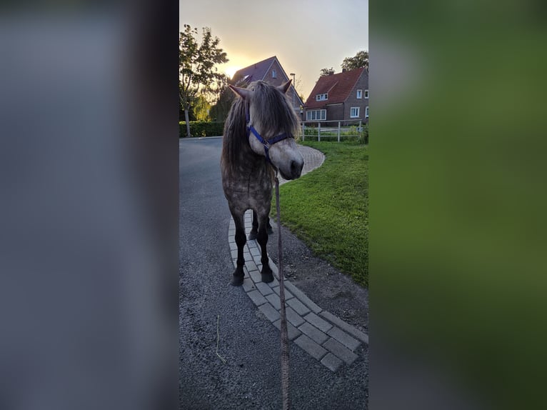 Icelandic Horse Stallion 5 years 13.1 hh Grey-Dapple in Rhauderfehn