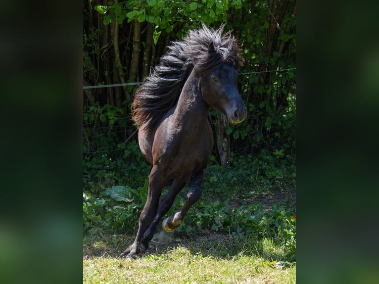 Icelandic Horse Stallion 5 years 13,2 hh Black in Netphen