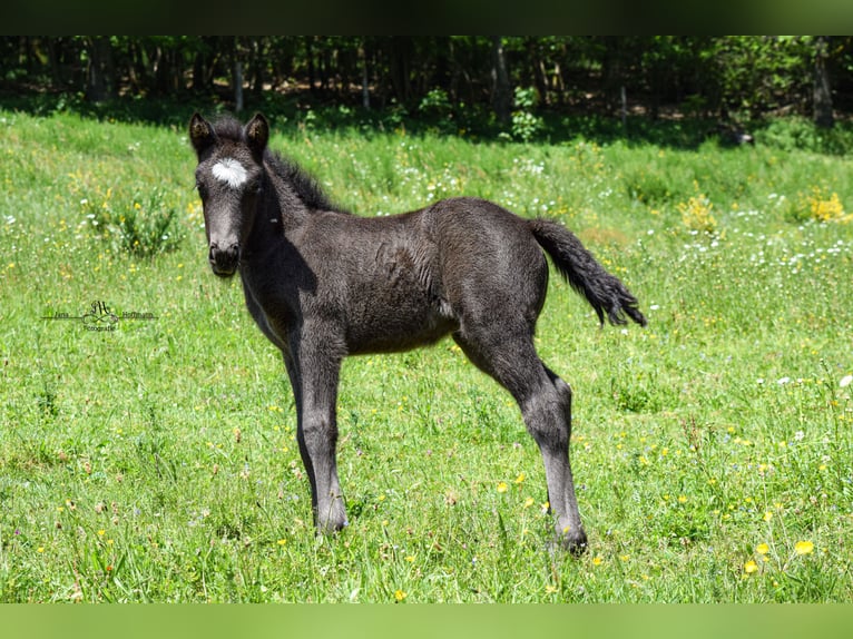 Icelandic Horse Stallion 5 years 13,2 hh Black in Netphen