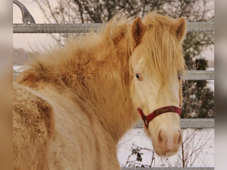 Icelandic Horse Stallion 5 years 13.3 hh Palomino in Saarland