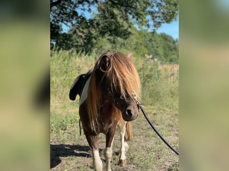 Icelandic Horse Stallion 5 years 13.3 hh Pinto in Blunk