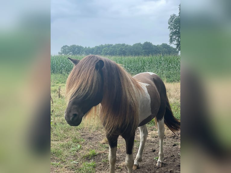 Icelandic Horse Stallion 5 years 13.3 hh Pinto in Blunk