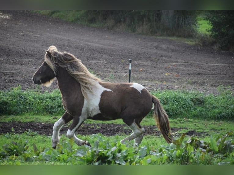 Icelandic Horse Stallion 5 years 13,3 hh Pinto in Blunk